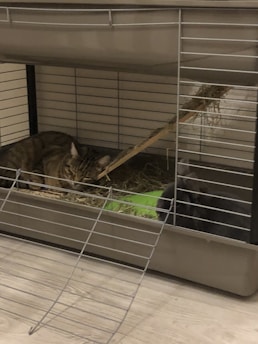 A tabby cat and a gray rabbit are together inside a large metal cage with hay bedding. A broken wooden branch protrudes into the cage, and the base is lined with hay. The cage is placed on a wooden floor.