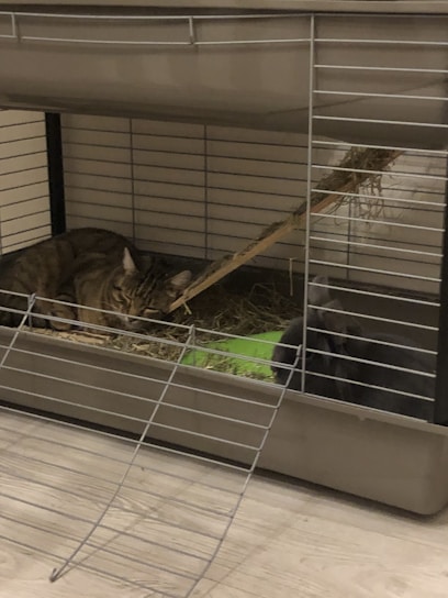 A tabby cat and a gray rabbit are together inside a large metal cage with hay bedding. A broken wooden branch protrudes into the cage, and the base is lined with hay. The cage is placed on a wooden floor.