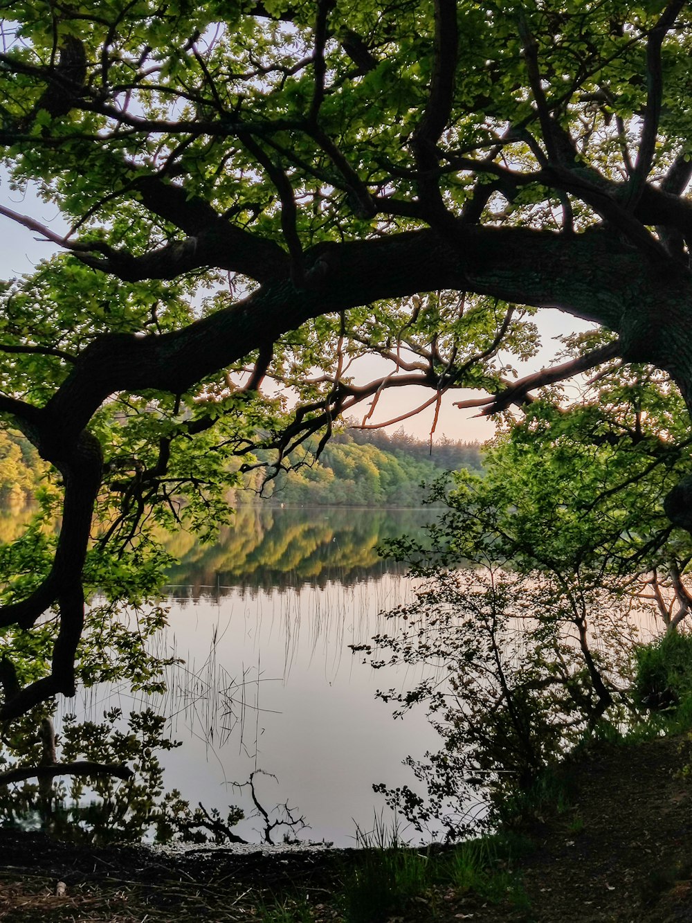 a view of a lake through some trees