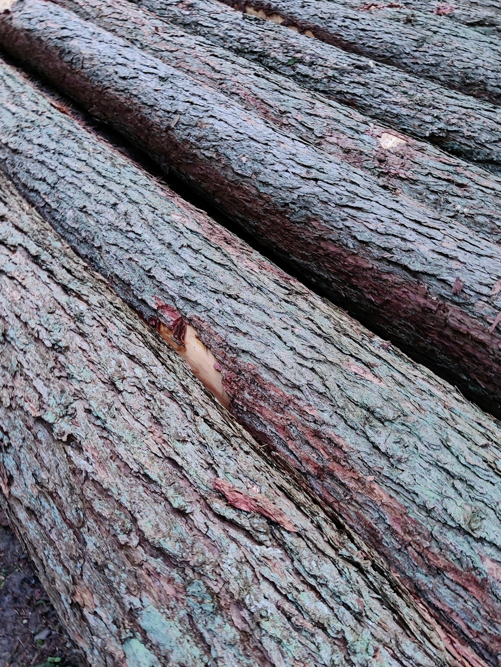 a close up of a large tree trunk