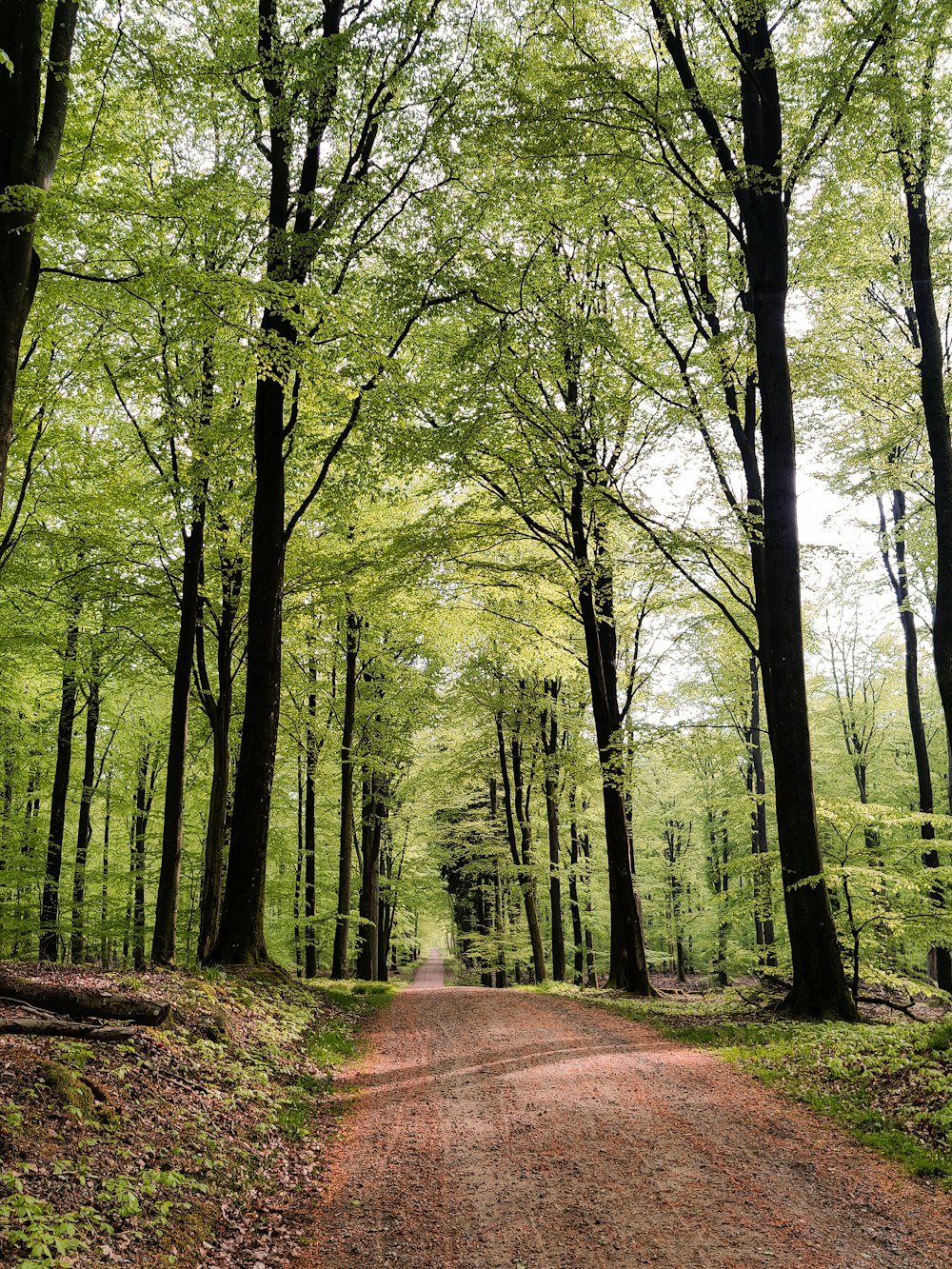 a dirt road in the middle of a forest