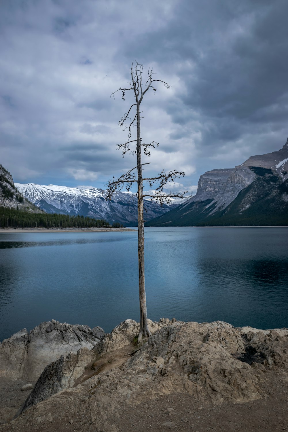 a lone tree stands on a rocky outcropping near a body of water