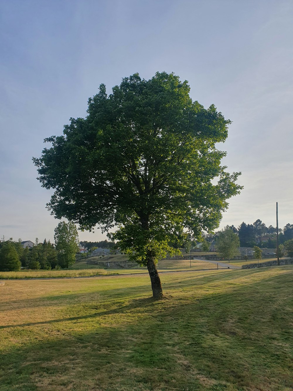 a lone tree in a grassy field with a blue sky in the background