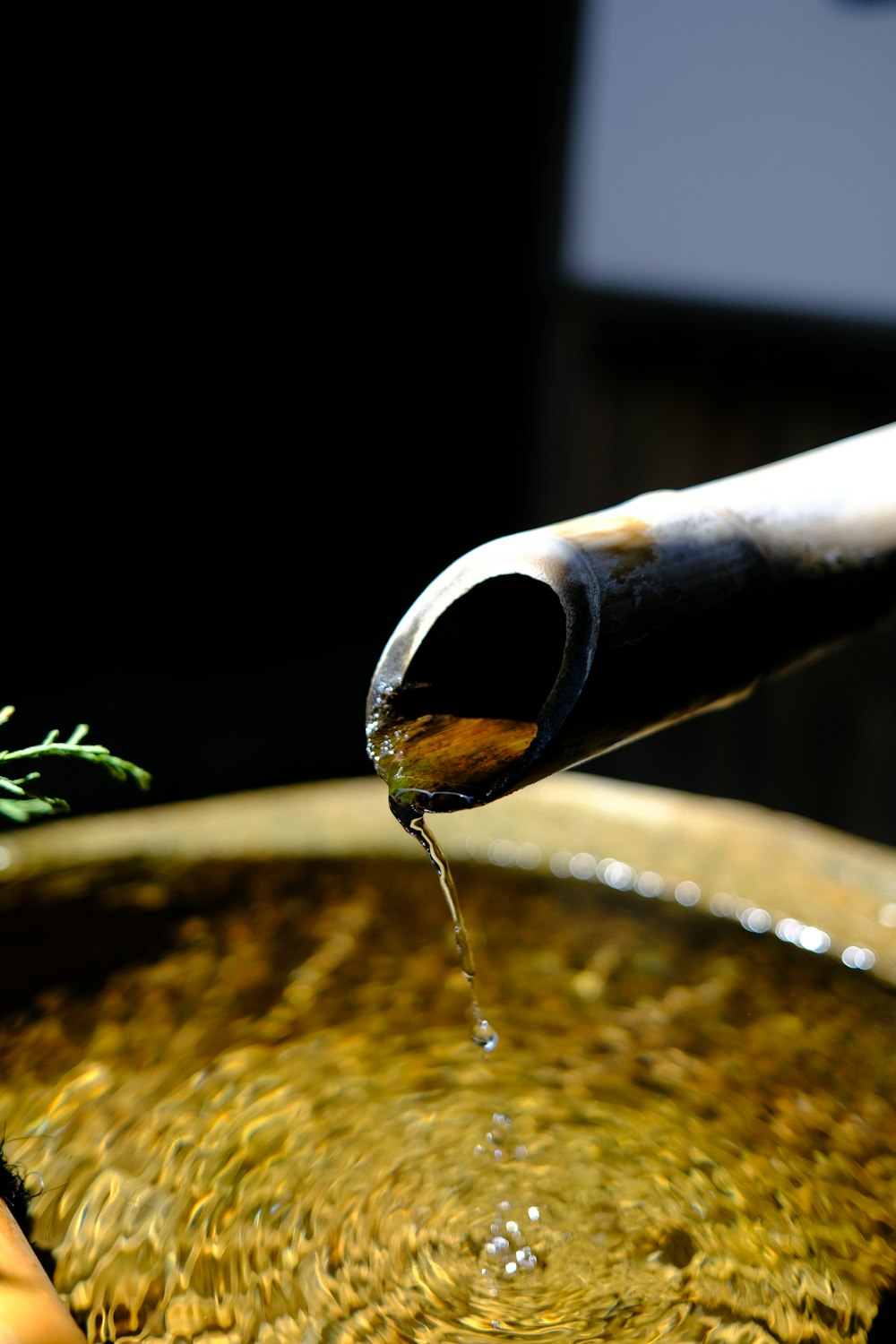 a person pouring water into a bowl with a sprig of rosemary