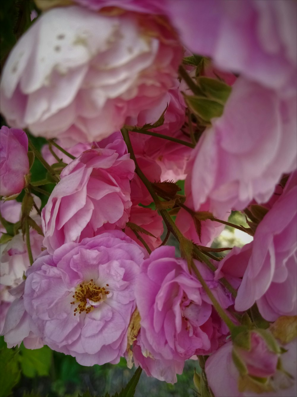 un ramo de flores rosadas que están en un jarrón