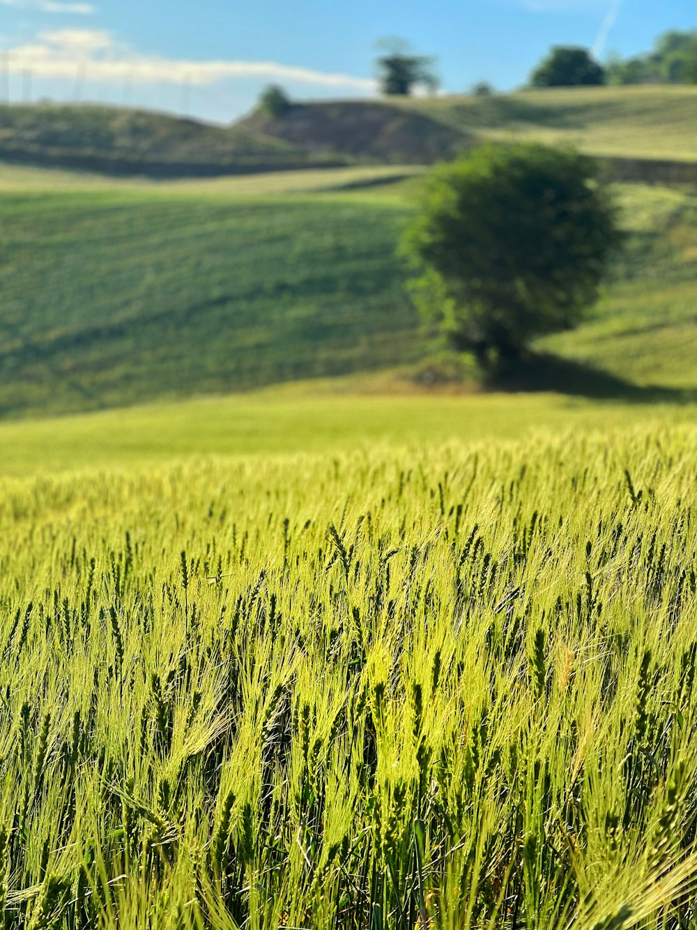 a field of green grass with a lone tree in the background