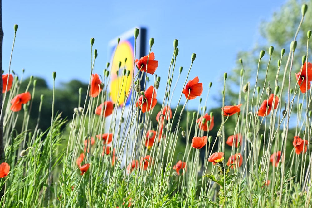 ein Feld voller roter Blumen mit blauem Himmel im Hintergrund