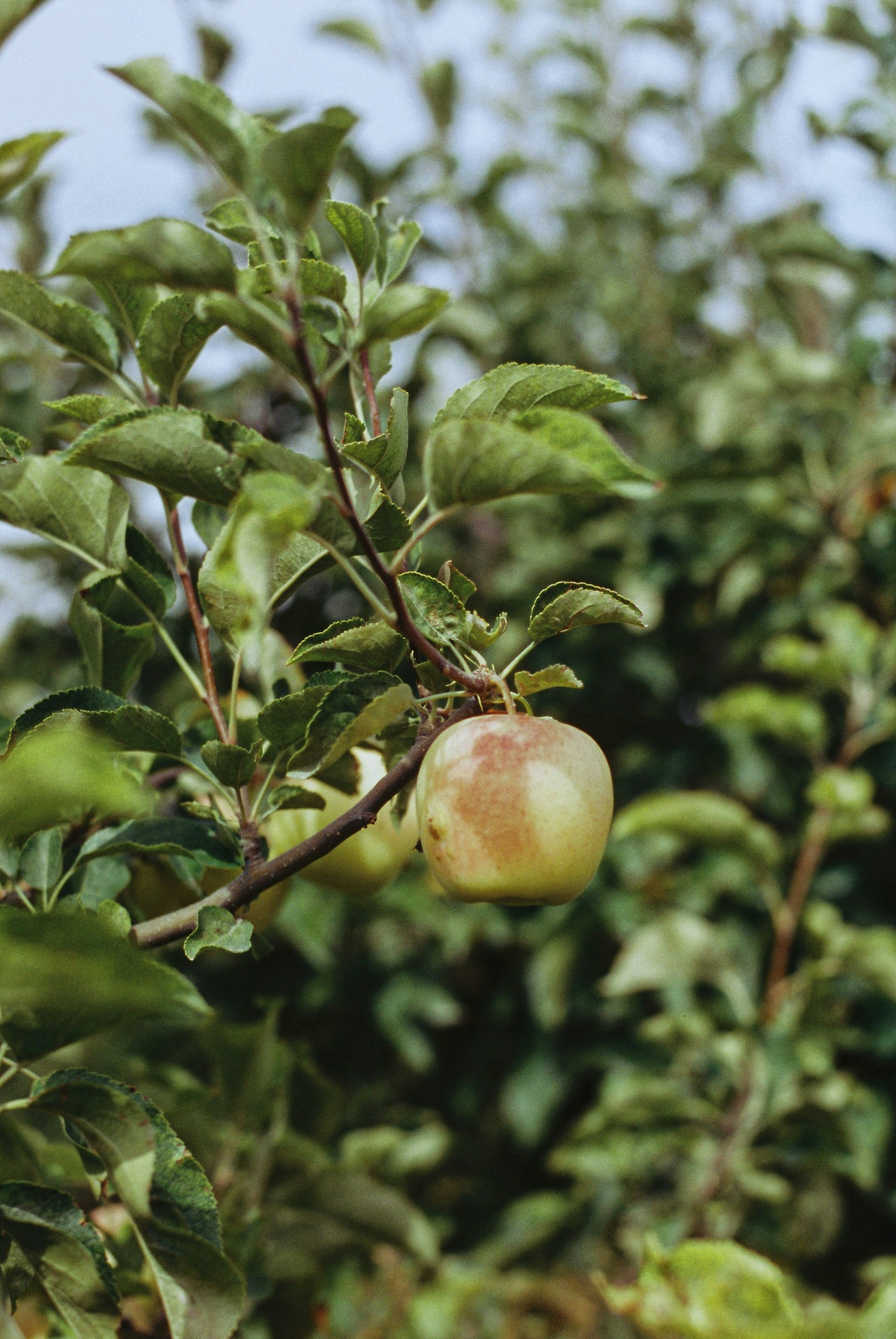 Photo by hrantkhachatryan