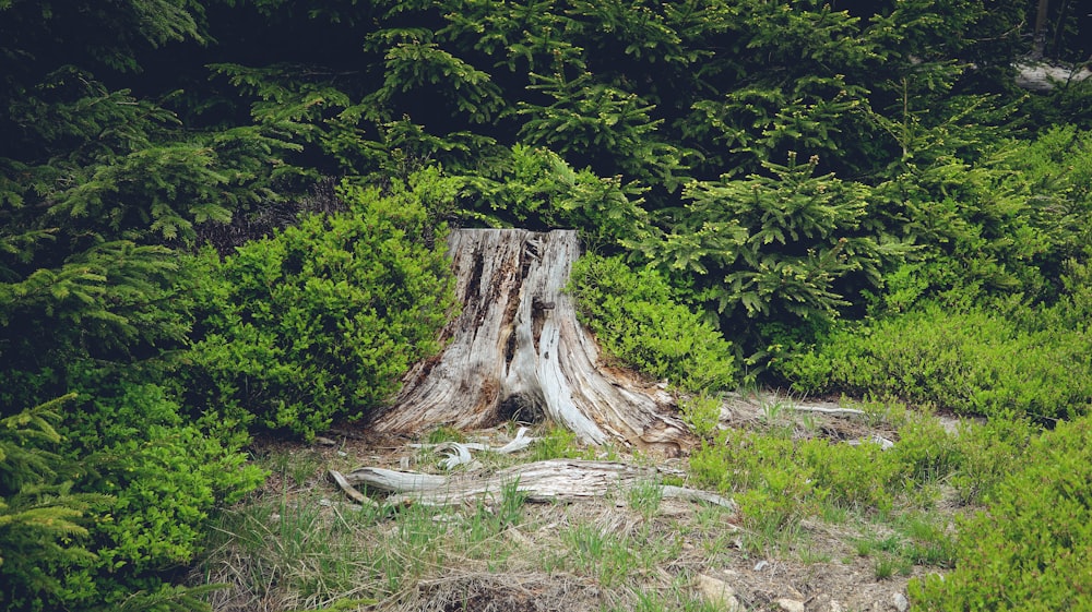 Un tocón de árbol en medio de un bosque