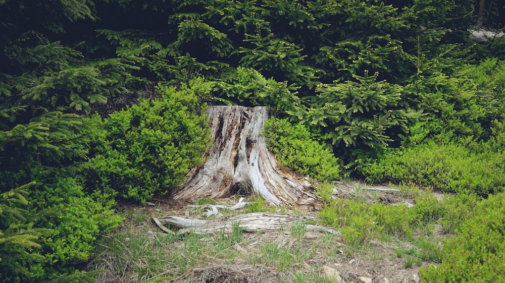 a tree stump in the middle of a forest