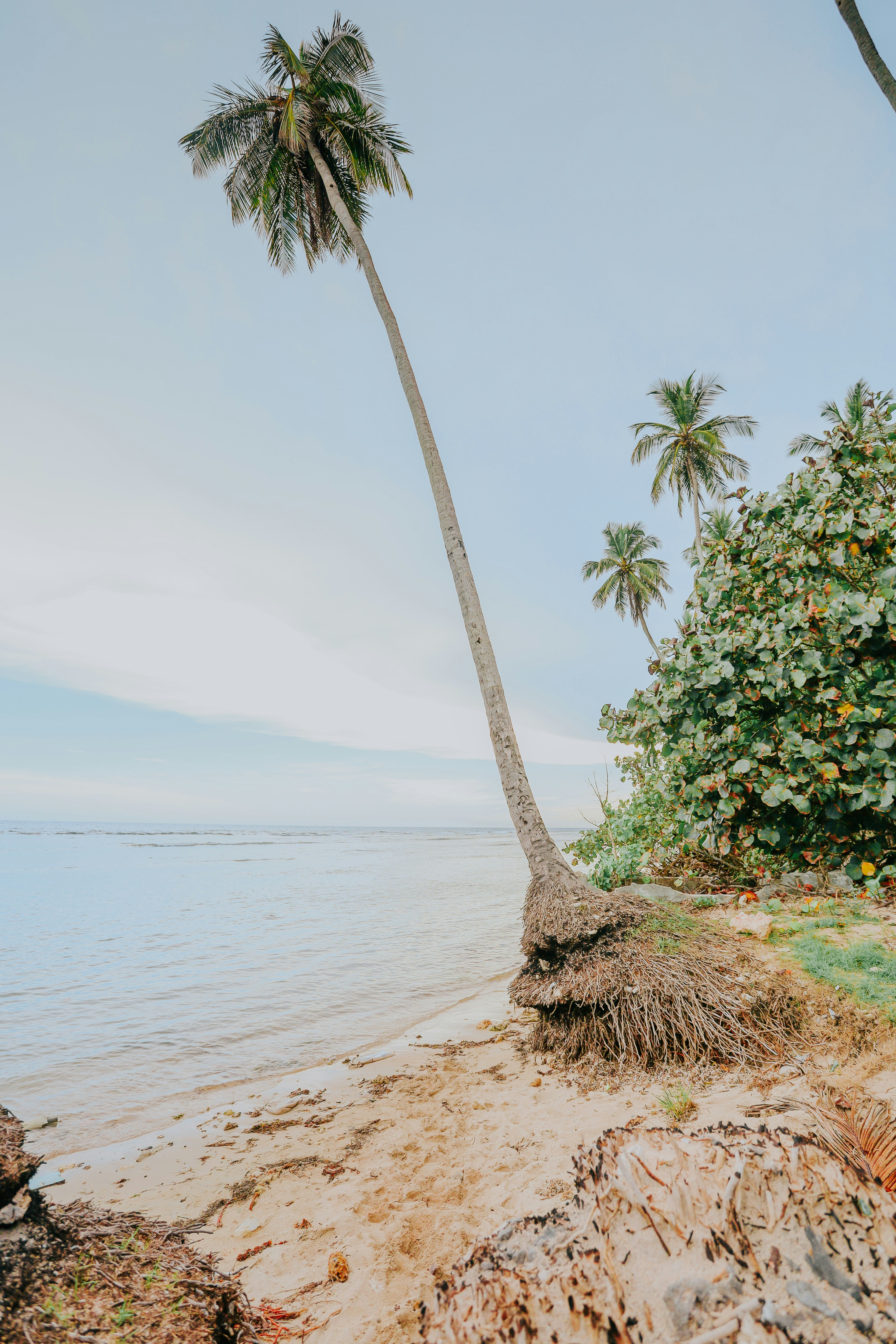 two palm trees on the shore of a beach