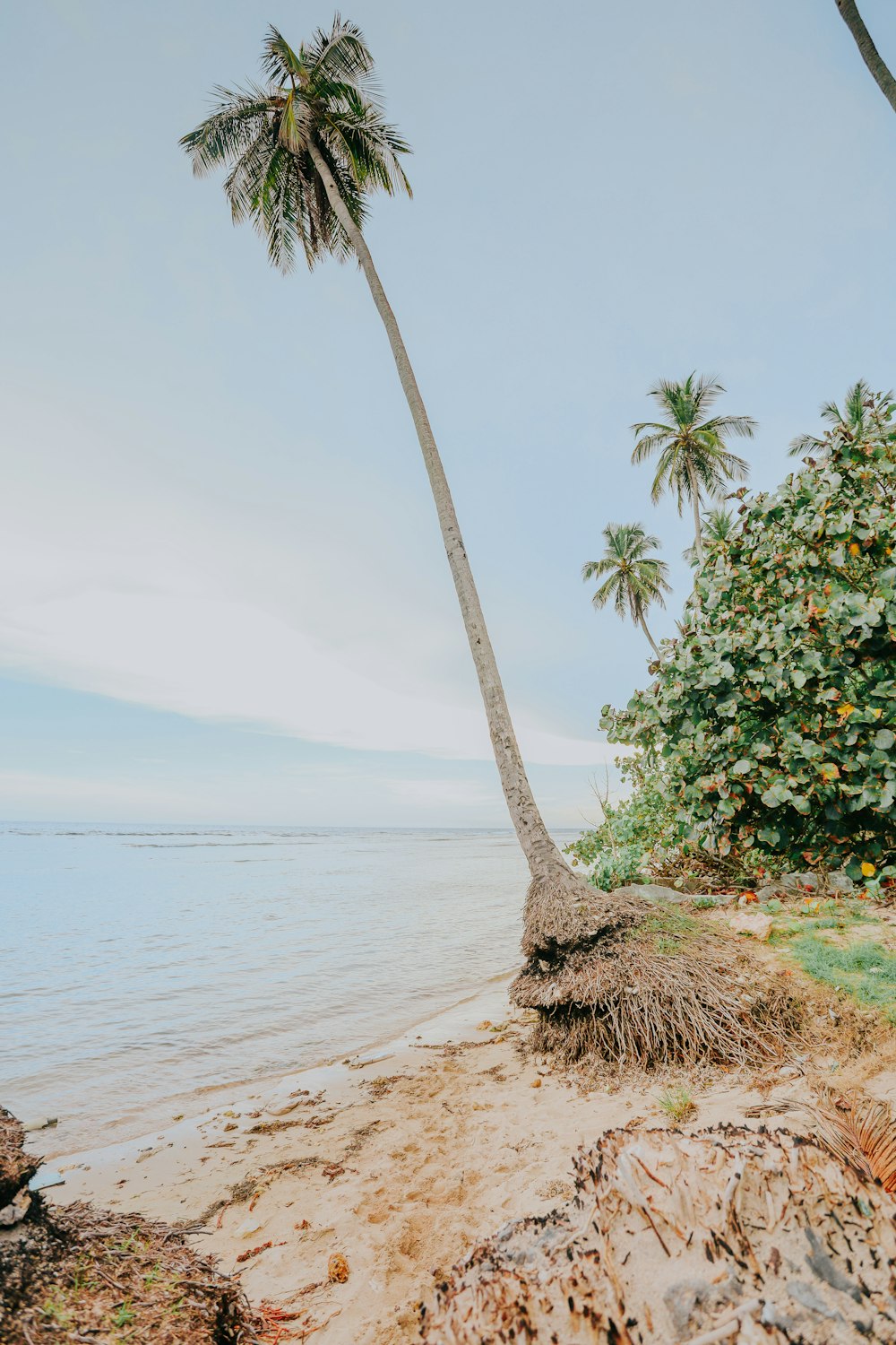 two palm trees on the shore of a beach