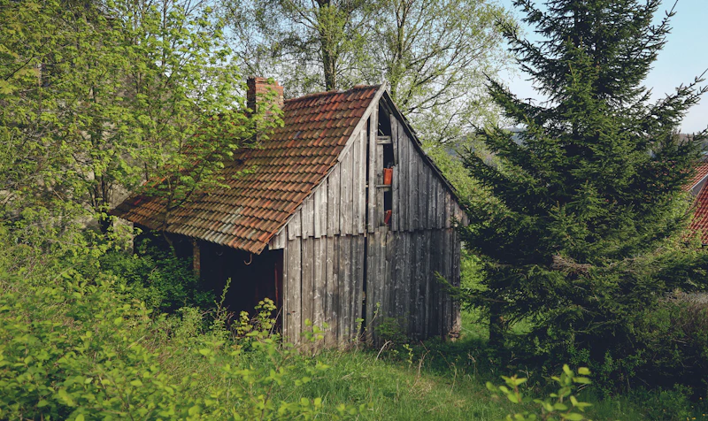 Small wooden cabin in dense forest