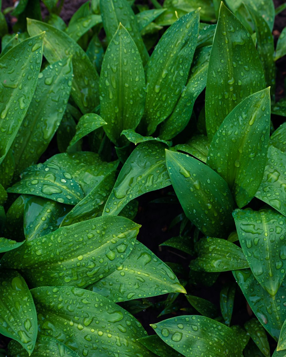 a bunch of green leaves with water drops on them