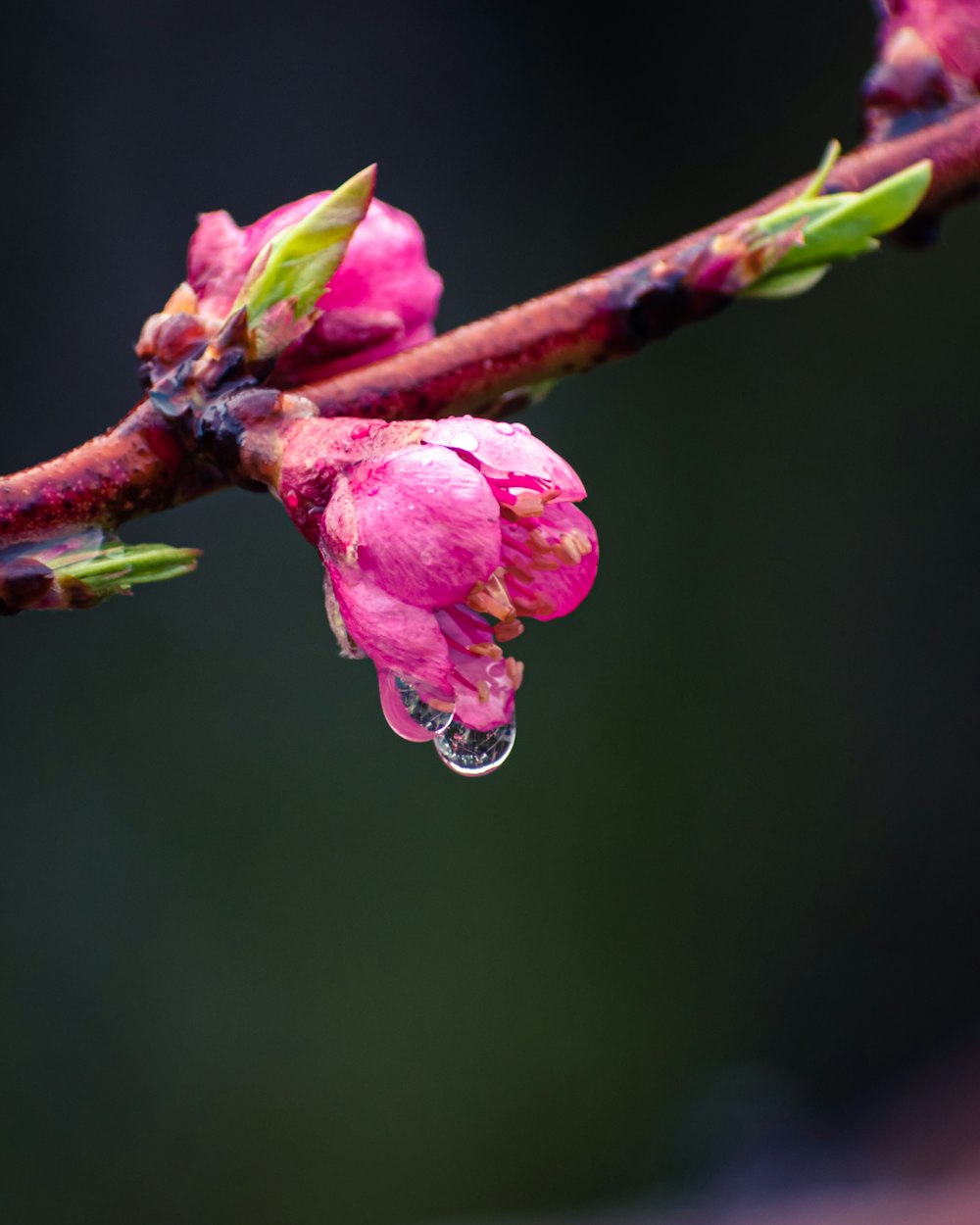 a pink flower with drops of water on it