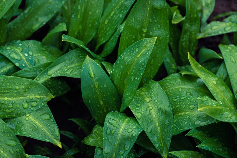 un manojo de hojas verdes con gotas de agua sobre ellas