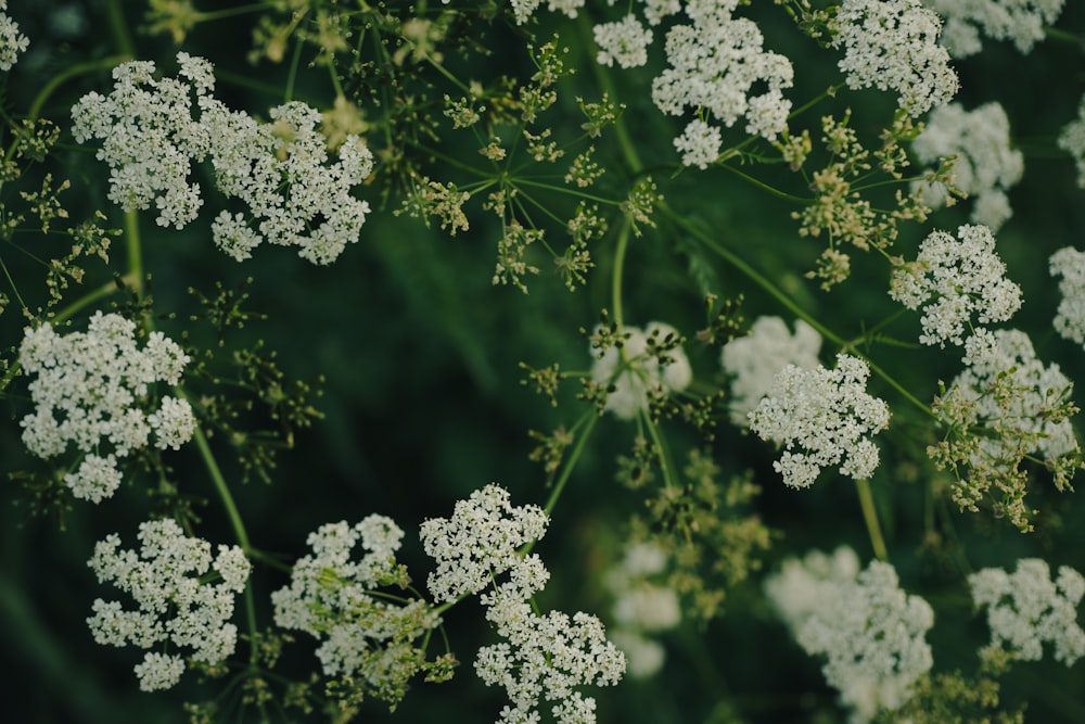 a close up of a bunch of white flowers