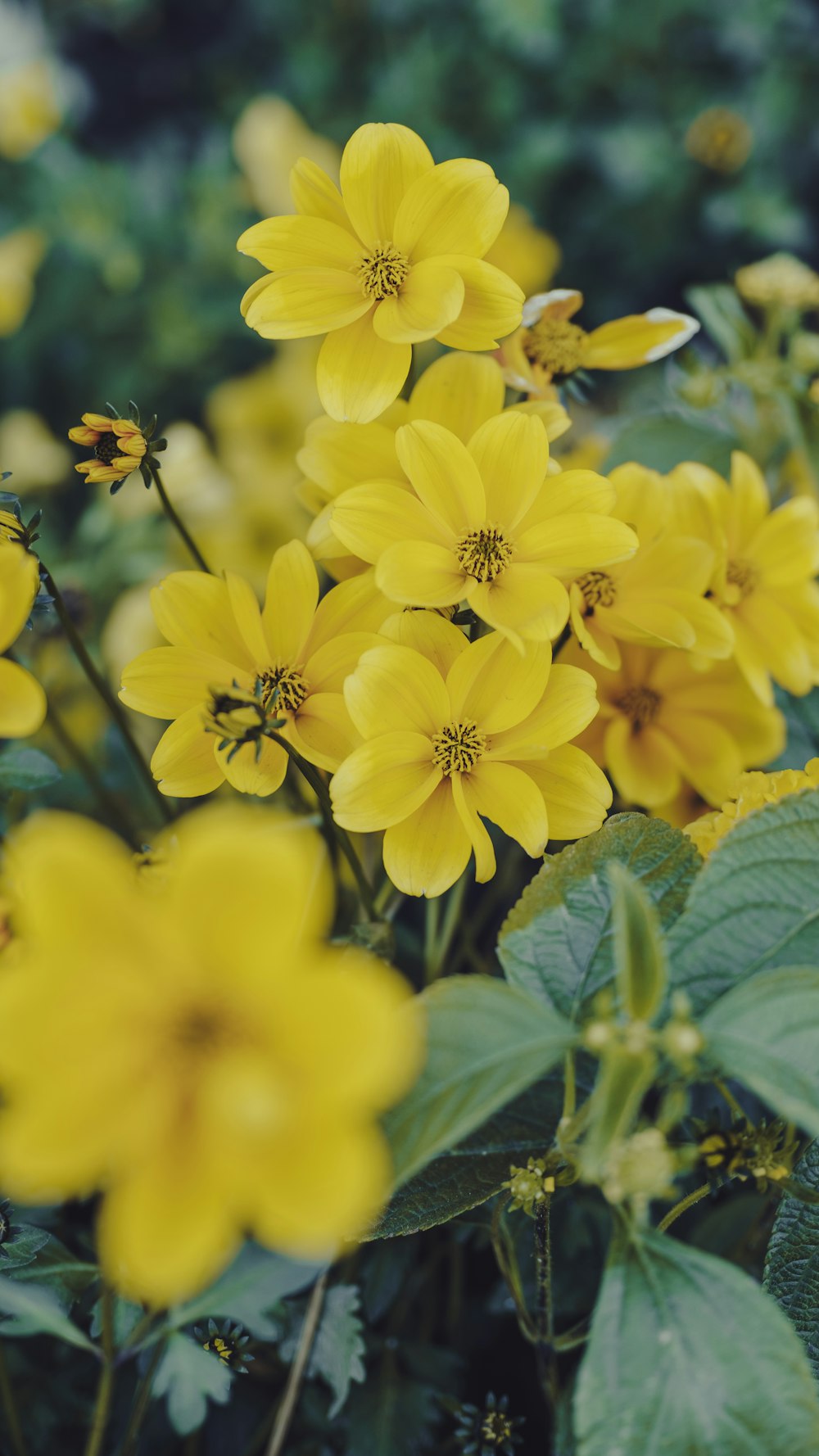 a bunch of yellow flowers in a field