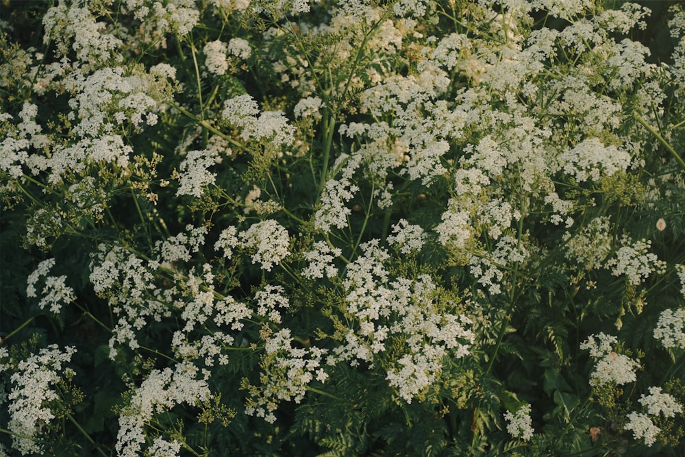 a bunch of white flowers in a field