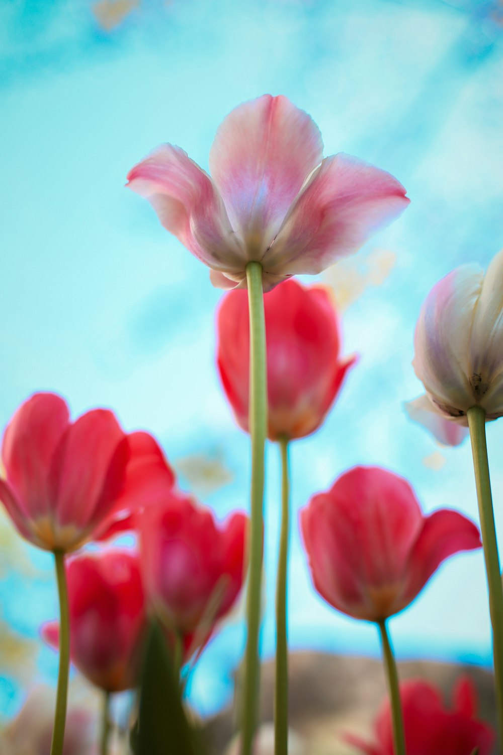 a group of pink and white flowers with a blue sky in the background