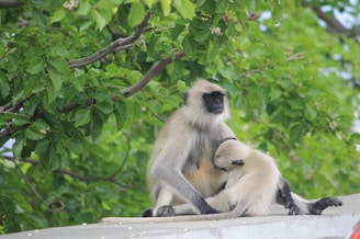A monkey is sitting with its offspring in a natural setting surrounded by lush green leaves. The adult monkey is holding the infant close, providing a nurturing environment.