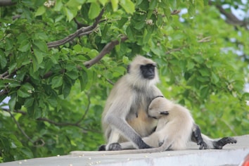 A monkey is sitting with its offspring in a natural setting surrounded by lush green leaves. The adult monkey is holding the infant close, providing a nurturing environment.