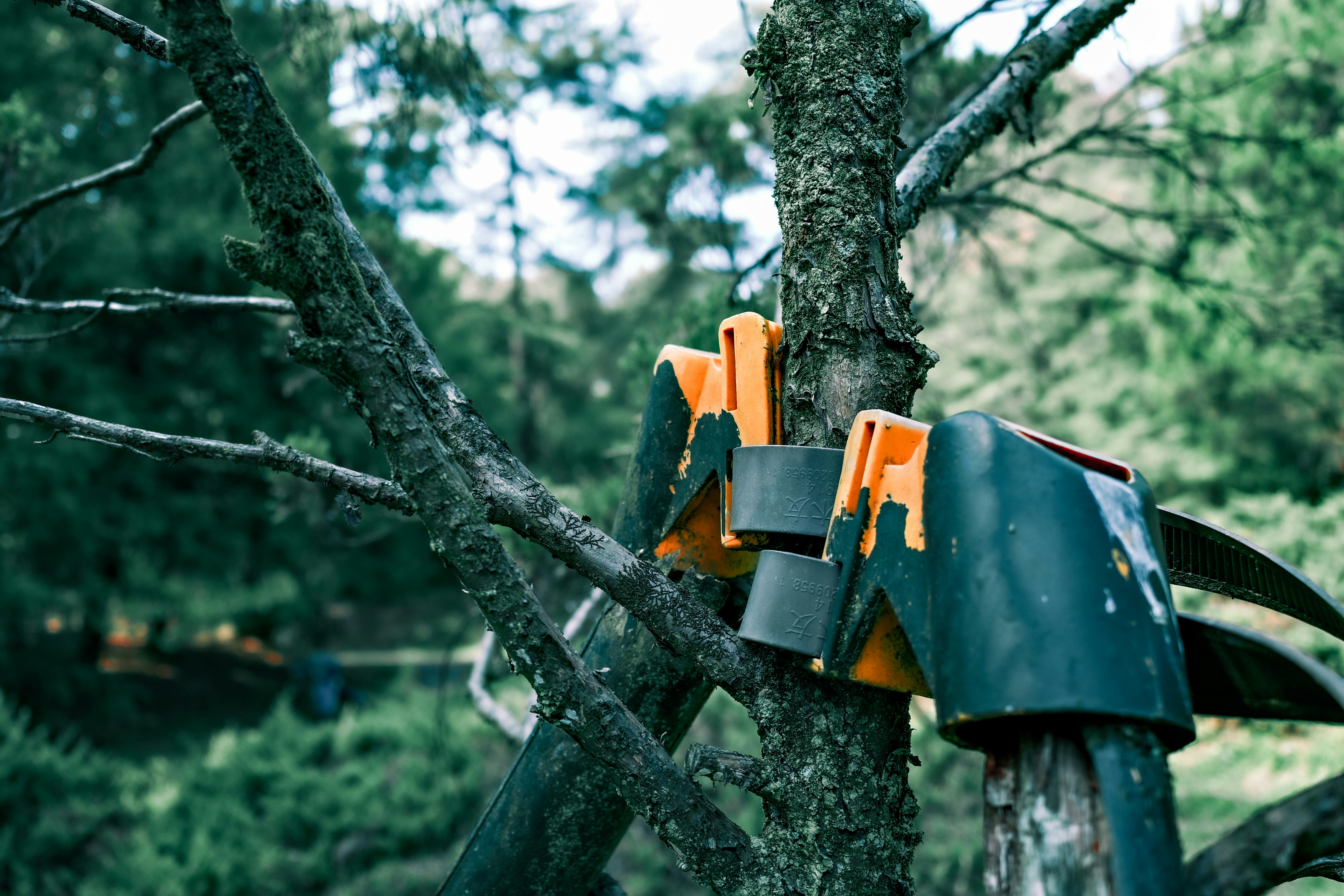 Tree Trimming & Pruning
