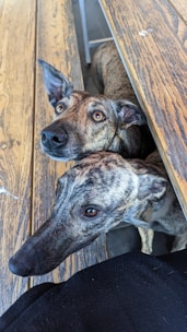 Two brindle-colored dogs are looking up from under a wooden picnic table. The table has a rustic appearance with visible grain patterns. The dogs have attentive expressions, with large, expressive eyes and pointed ears.