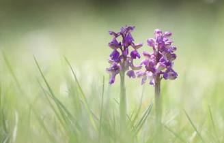 Delicate purple flowers intertwined with golden threads symbolizing feminine energy.