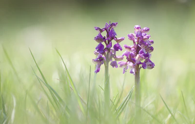 Delicate purple flowers intertwined with golden threads symbolizing feminine energy.