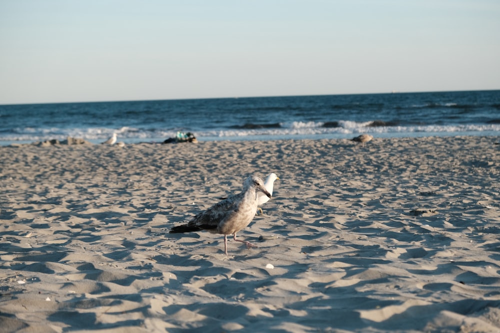 a seagull standing on a sandy beach next to the ocean