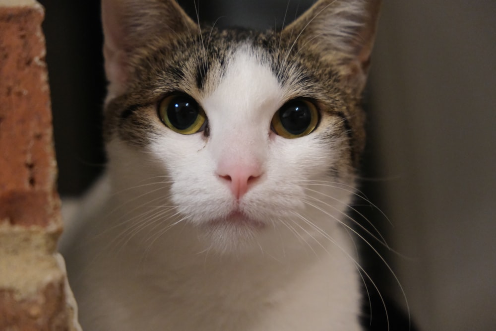 a close up of a cat looking at the camera