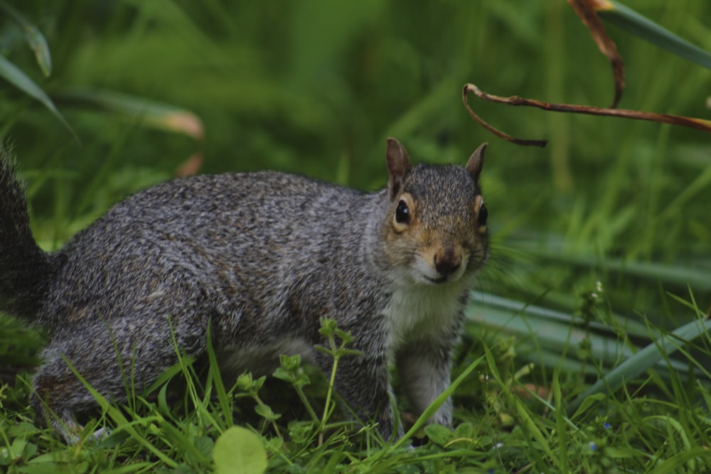 a small squirrel is standing in the grass