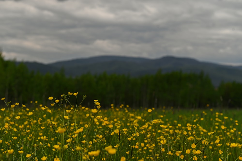 a field full of yellow flowers with mountains in the background