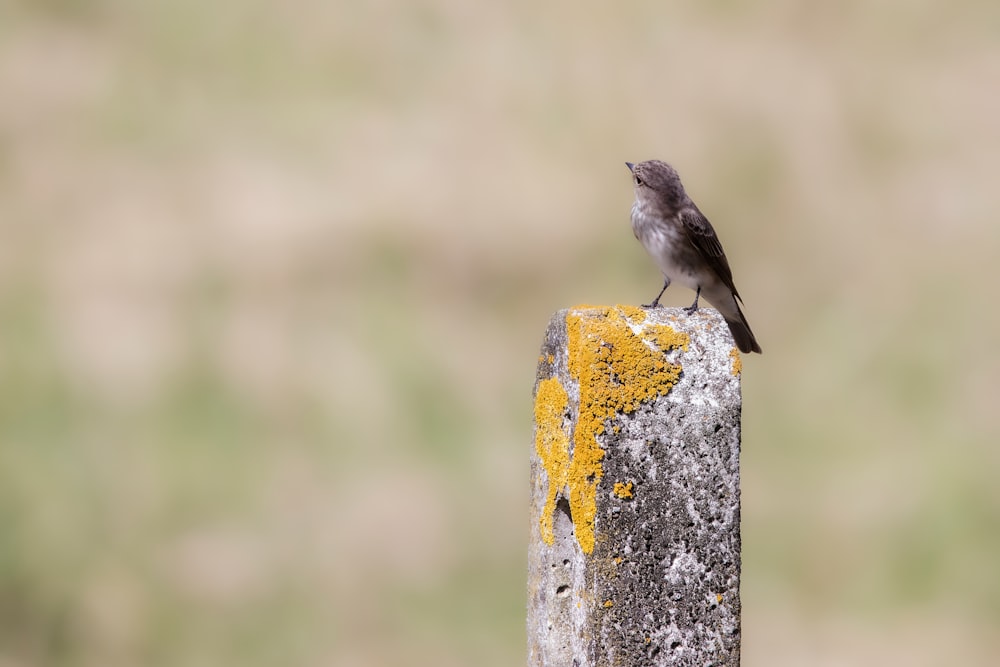 a small bird sitting on top of a yellow post