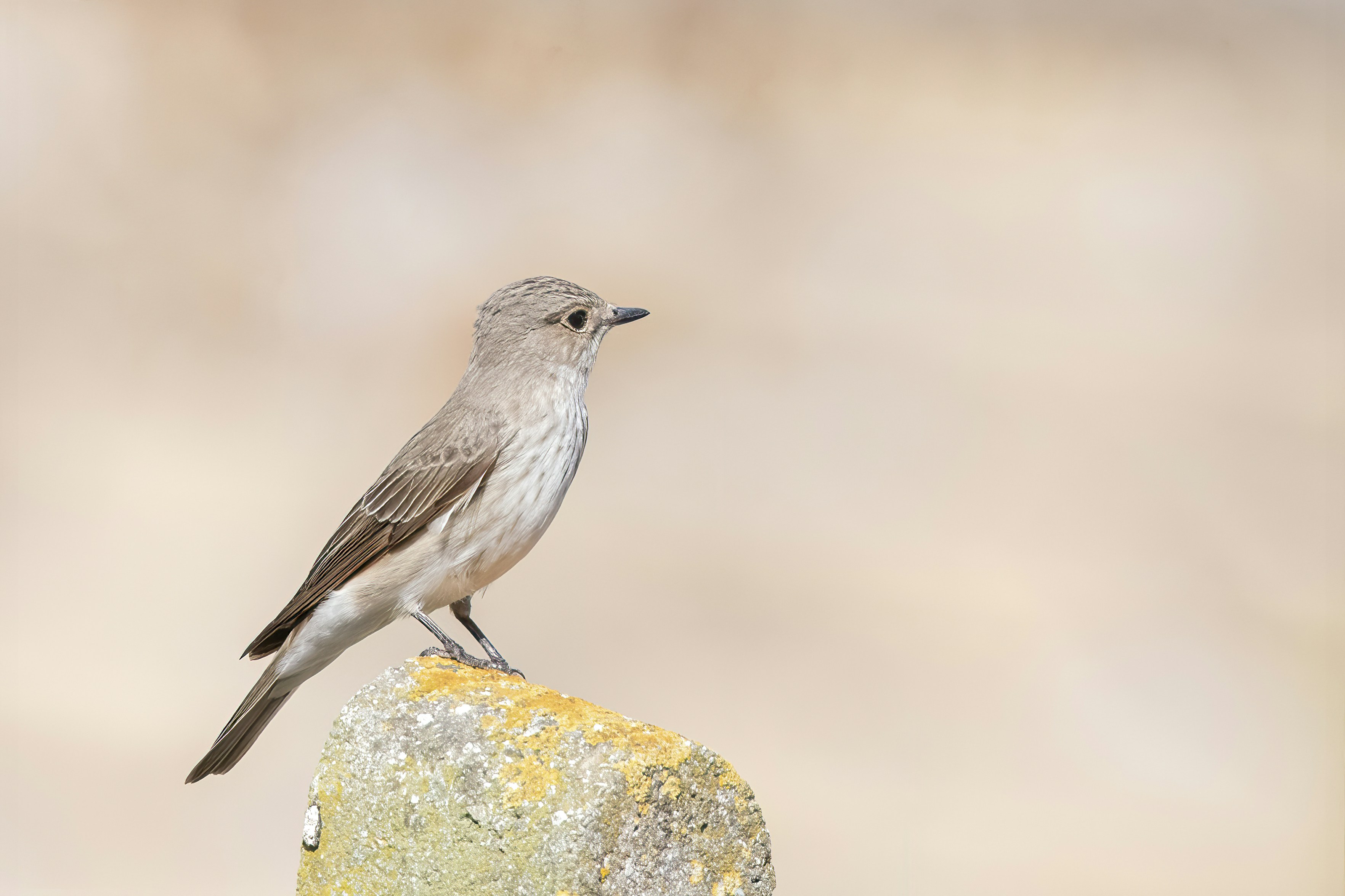 Photo by jddartphotographer