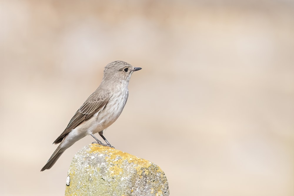 a small bird sitting on top of a rock