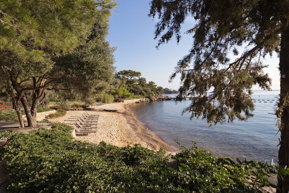 a sandy beach with lots of trees and chairs