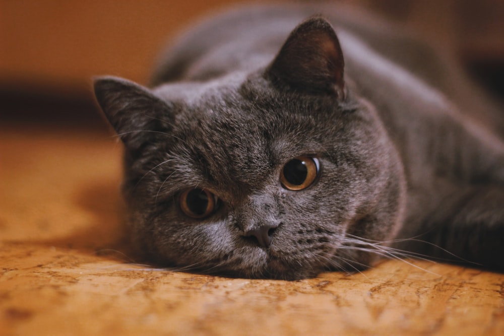 a gray cat laying on a wooden floor