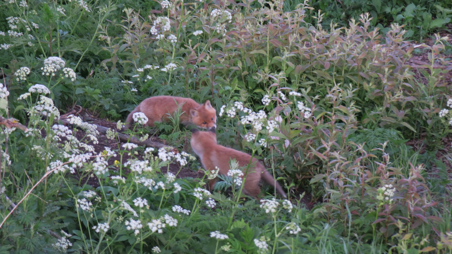 A family of foxes playfully weaving between tall trees with dappled sunlight.