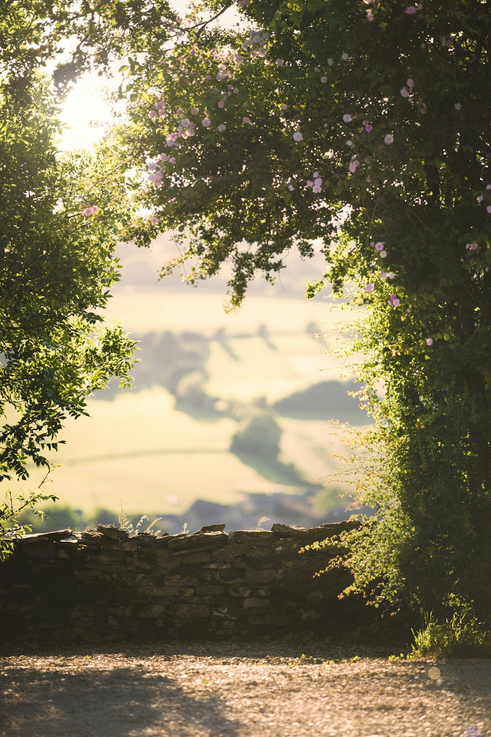 a bench under a tree on a sunny day