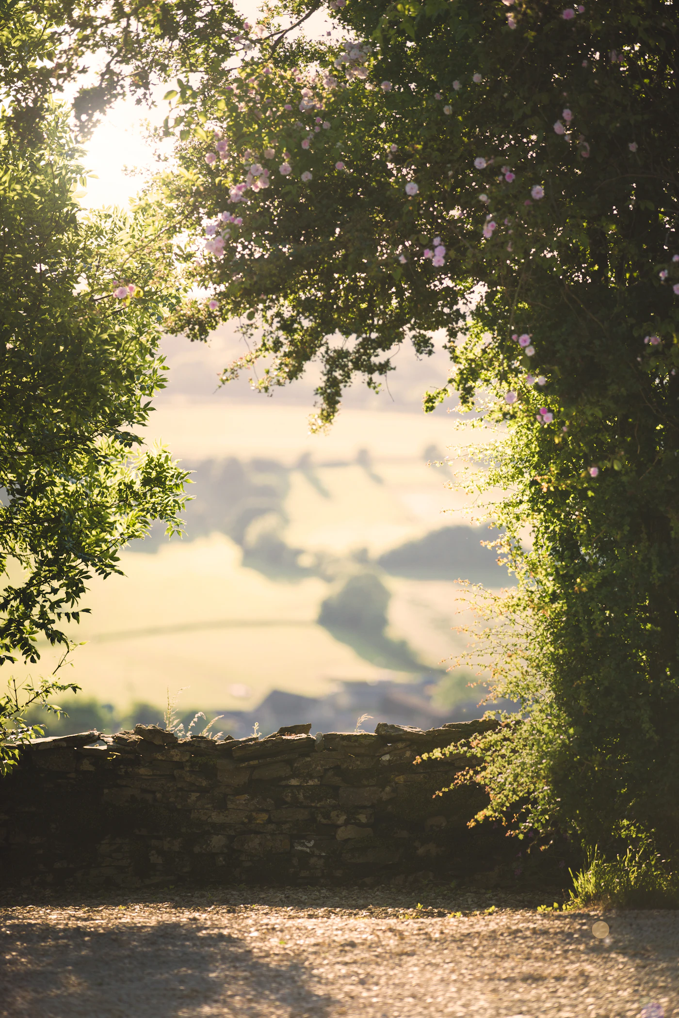 The good bench under a tree in afternoon sun