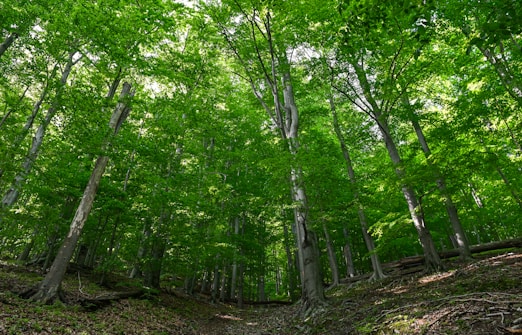 Tall trees with lush green foliage forming a dense canopy, allowing filtered sunlight to reach the forest floor. The ground is covered with fallen leaves and branches, creating a natural, untamed landscape.
