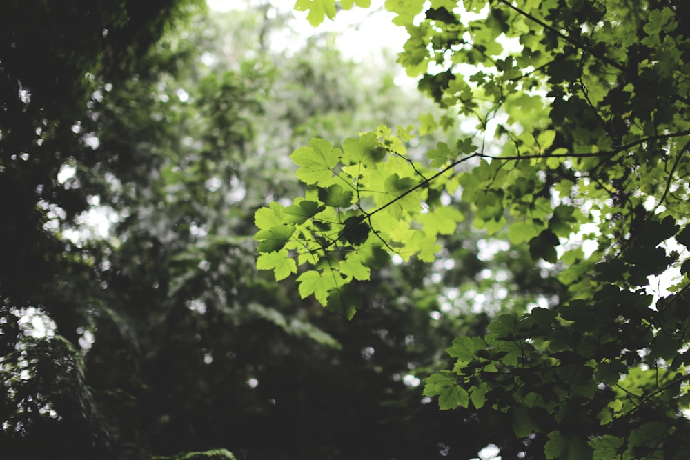 숲 한가운데에 있는 녹색 잎이 무성한 나무