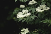 a bunch of white flowers that are in the grass