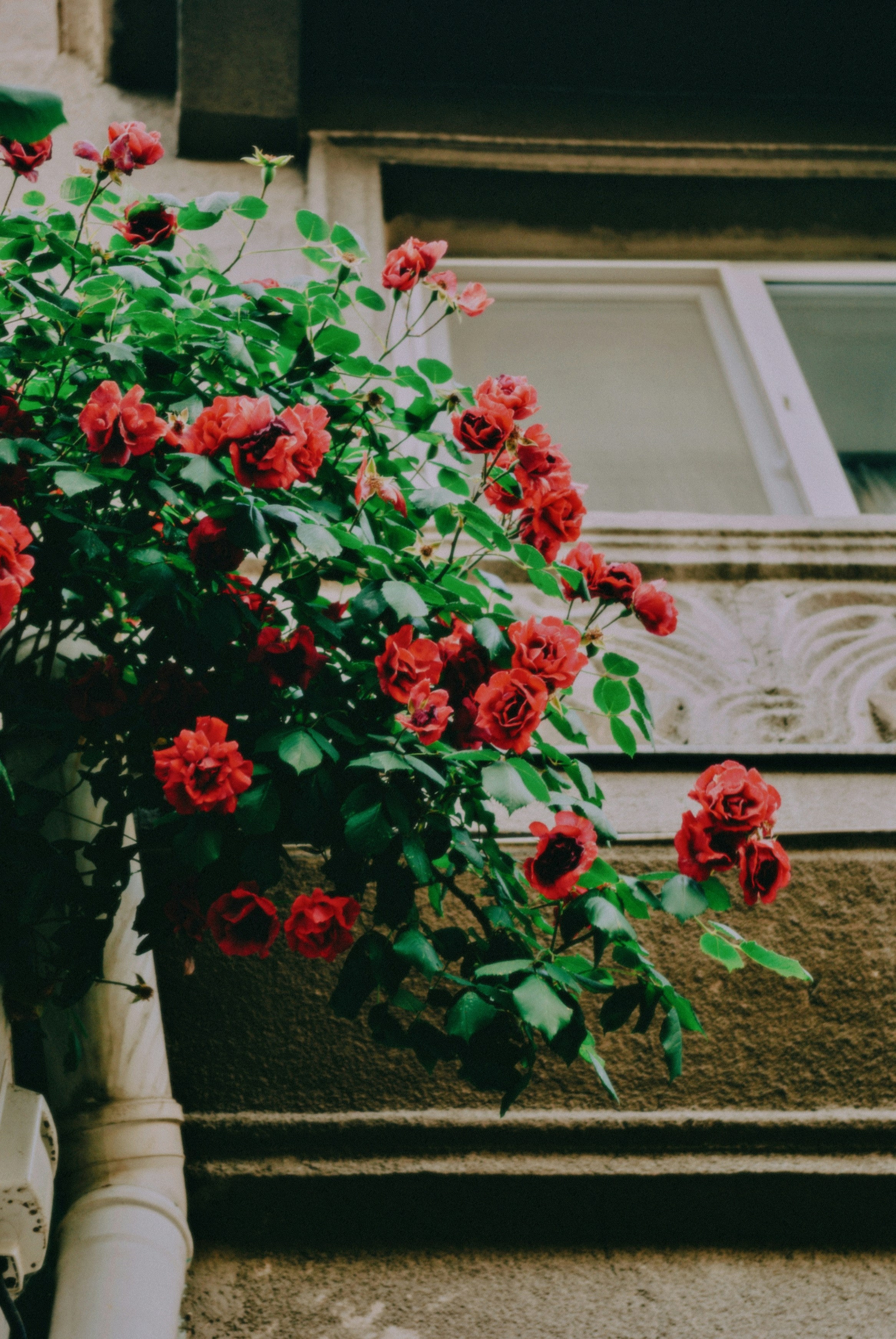 a potted plant with red flowers in front of a window