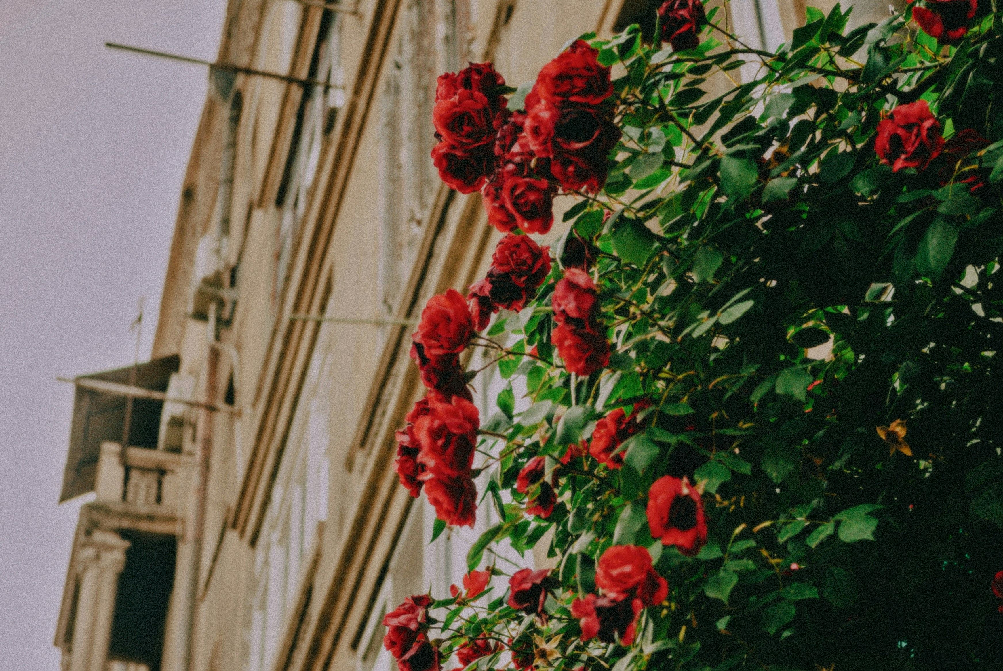 Flor de pétalos rosados foto – Imagen de Flor gratuita en Unsplash, image size:3000x2008
