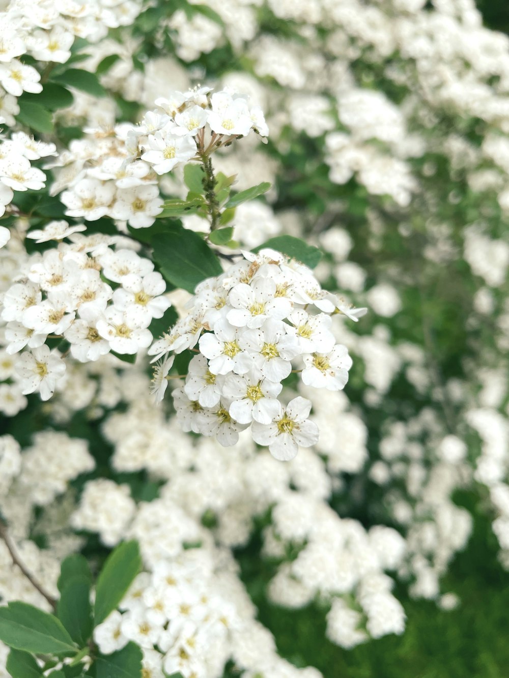 a bunch of white flowers that are on a tree