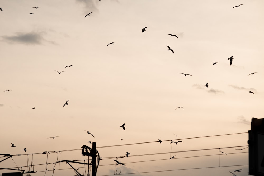 a flock of birds flying over a power line