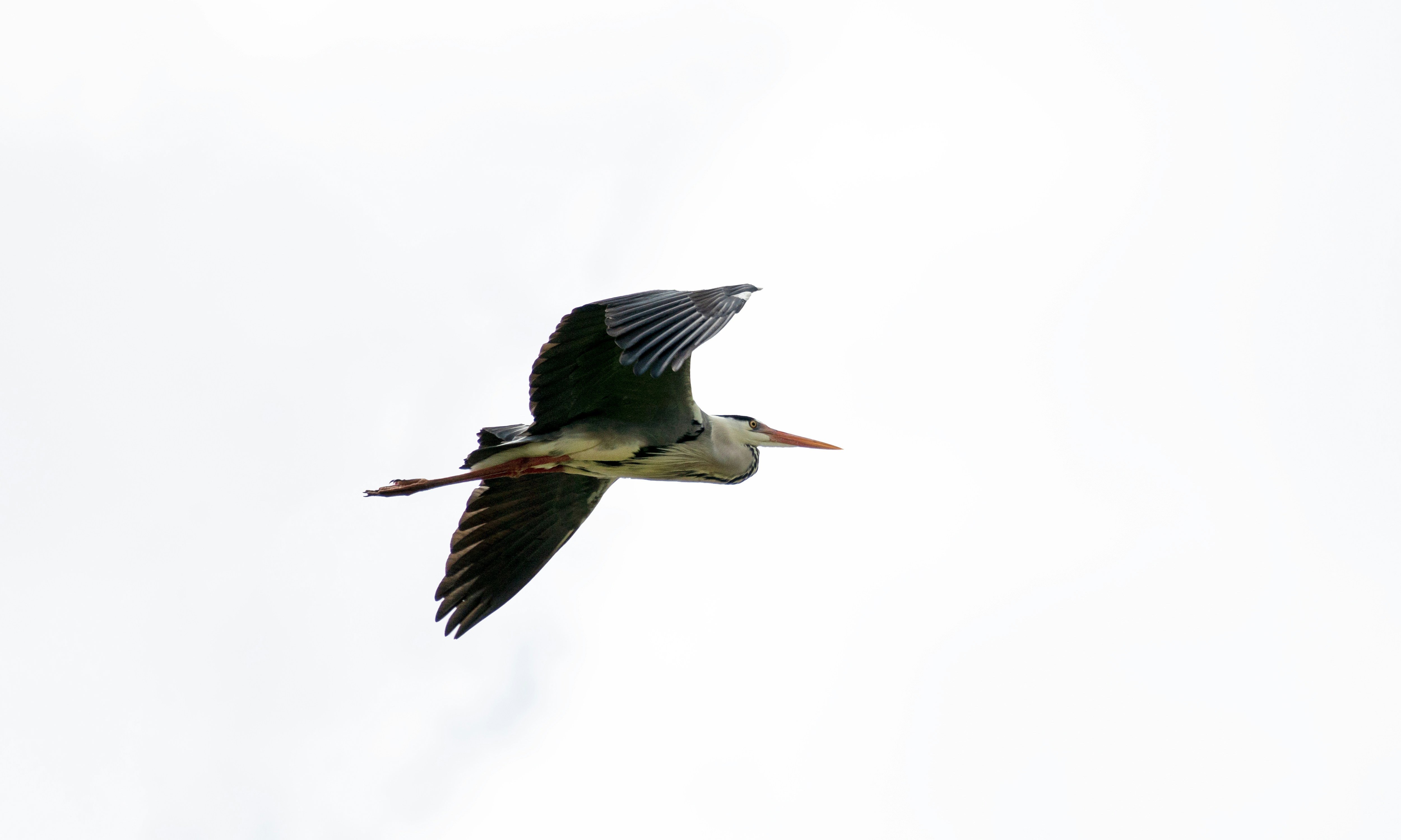 a large bird flying through a cloudy sky, 